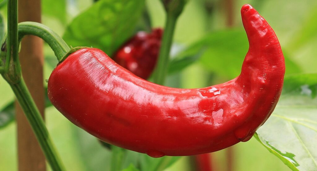 pepper