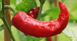 pepper